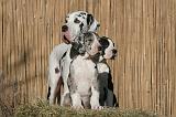 DOGUE ALLEMAND 615